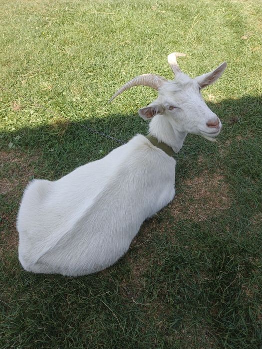 Продам козу здорова