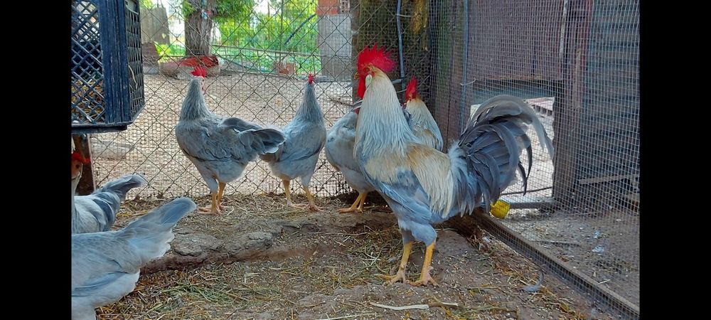Ovos galados galinhas leghorn Isabela e brown