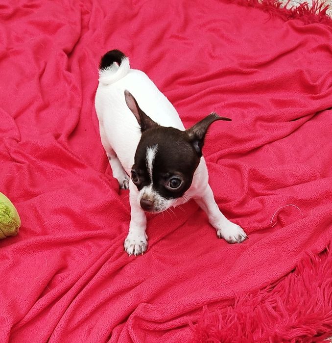 Chihuahua miniaturowa suczka