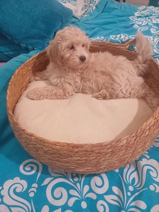 Maltipoo, chłopiec