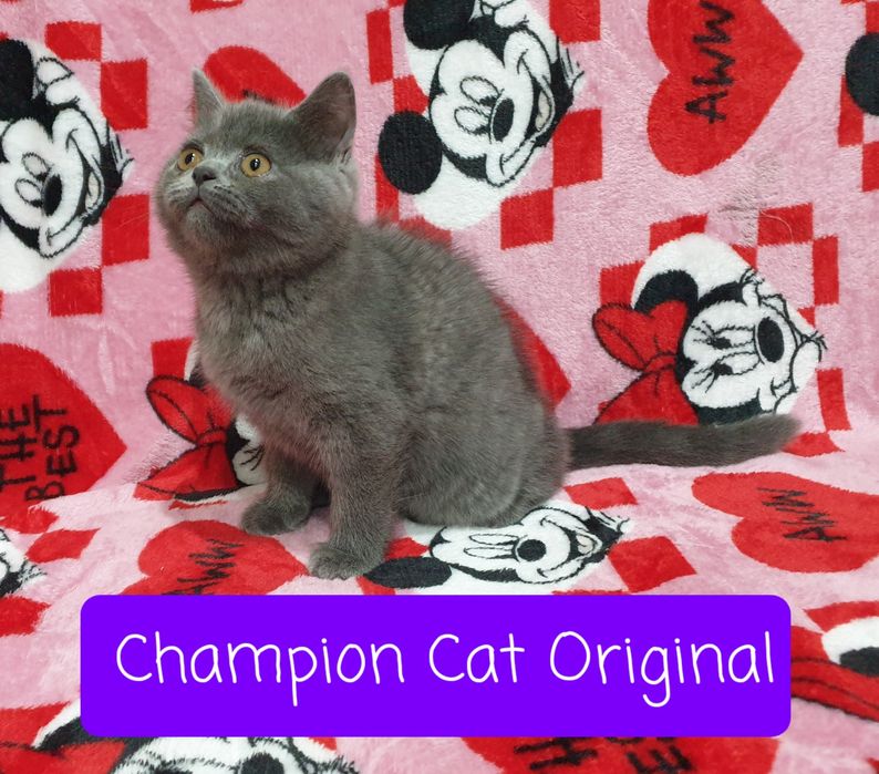 Kot,Kotka szkocka prostoucha scottish straight