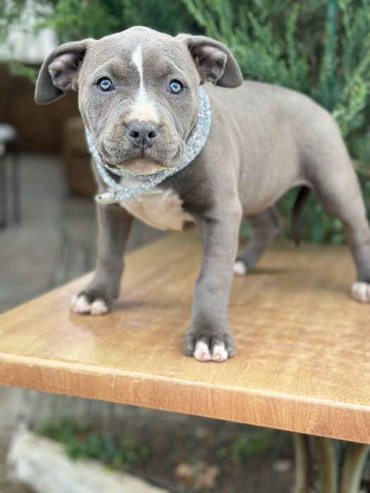 Американский буллі стандарт