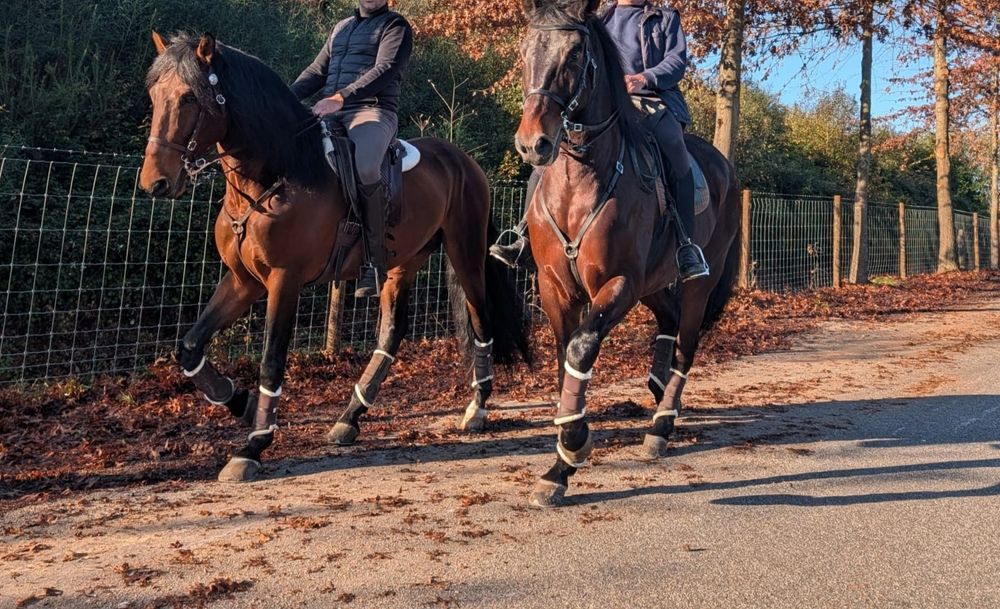 Poldro 4 anos letra R