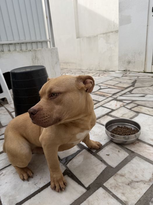 American bully bege