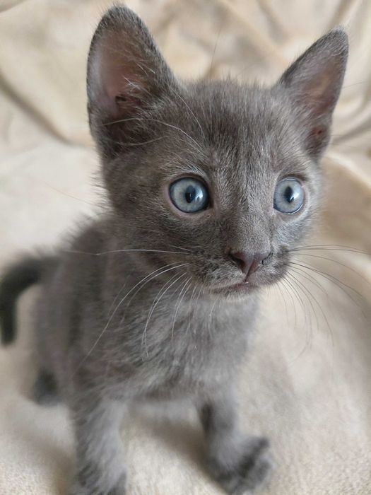 Маленький срібний котик безкоштовно