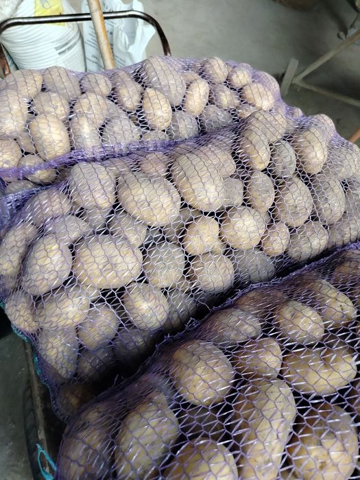 продам картоплю сортів сорая, берніна