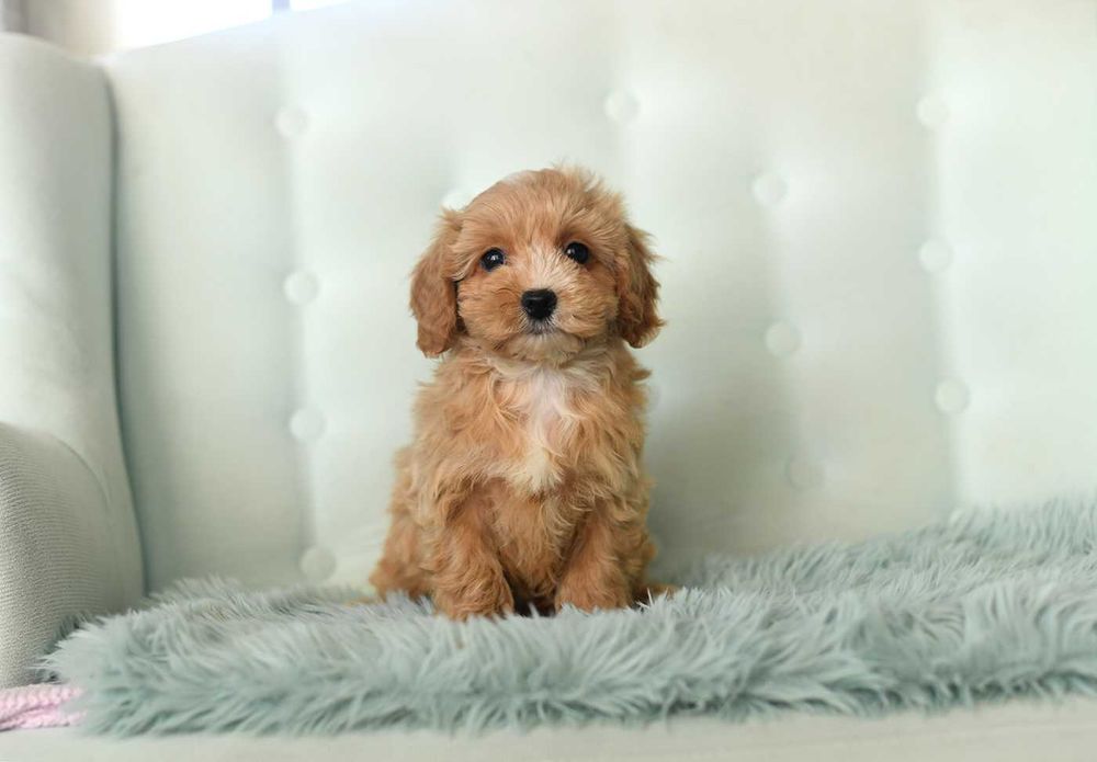 Maltipoo-sliczny maluch