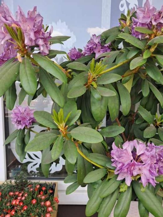 Rododendron rózanecznik  90 cm