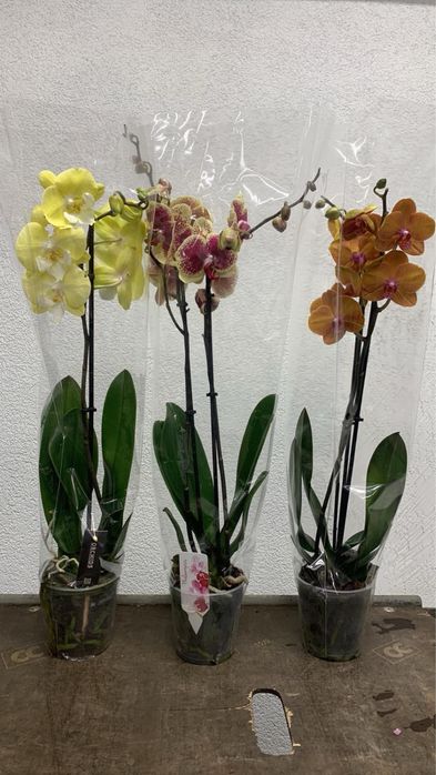 Орхідея орхидеи Берестейска