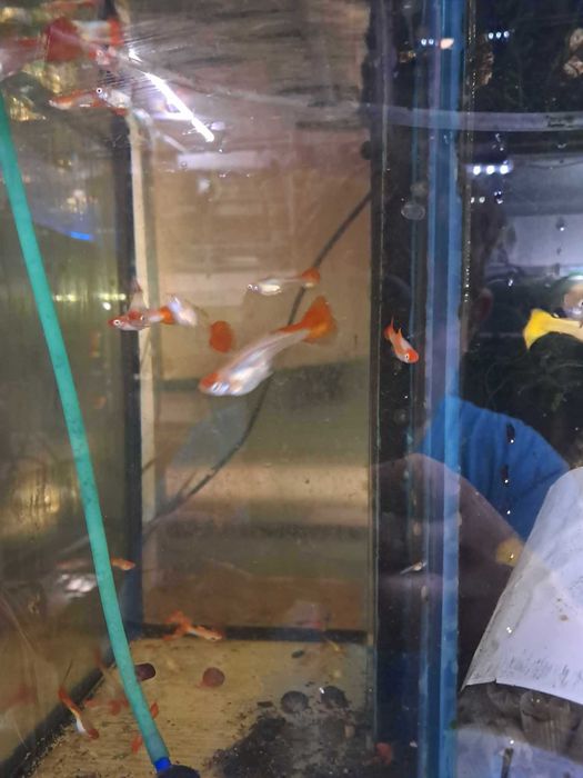 Poecilia reticulata gupik koi