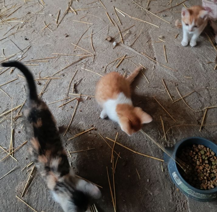 4 kociszki na wydanie KOTKI
