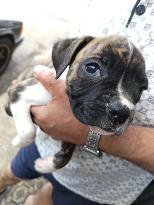 Beleza de Menina   boxer