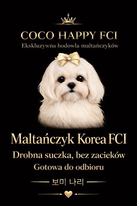Maltanczyk, Związek Kynologiczny w Polsce, FCI, dziewczynka