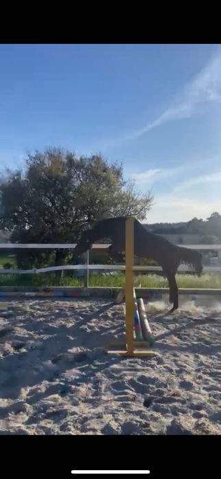 Poldro Zangersheide