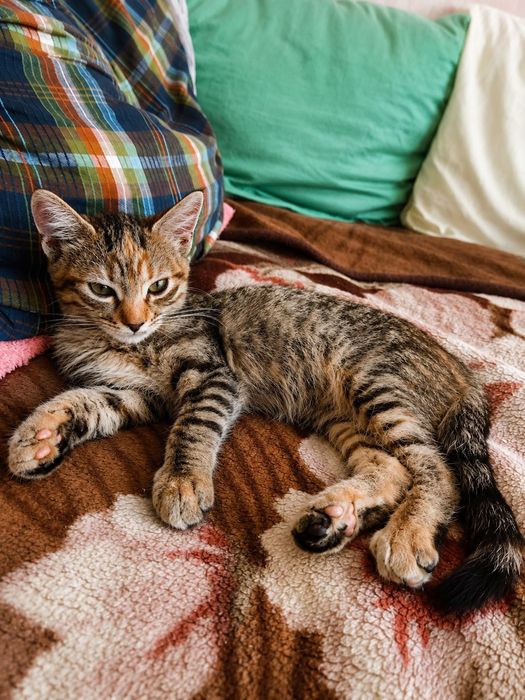 Маленькие котята бесплатно