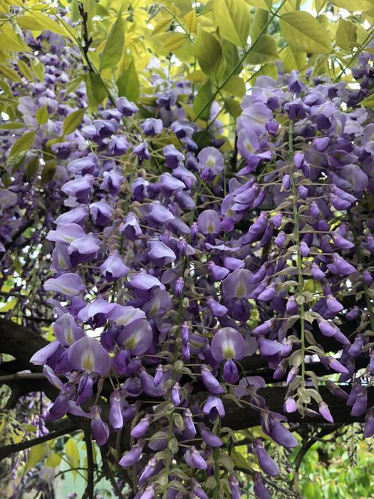 Насіння гліцинії вістерії