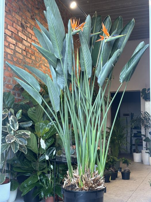 Стреліція Регіна Королівська h 180