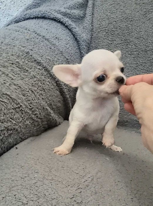 Яскравий міні малюк