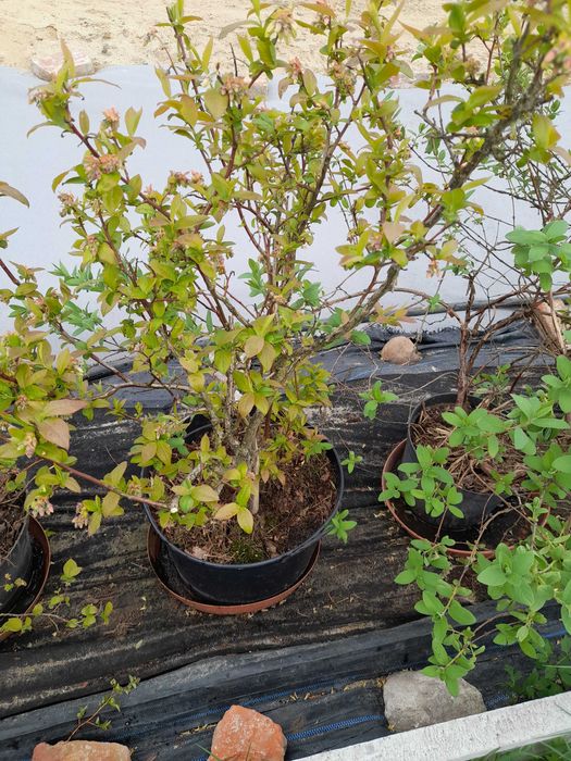 Sprzedaż Krzewów Borówki AMERYKAŃSKIEJ Z OWOCAMI