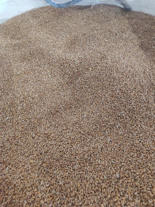 Pszenica po Centrali BATAJA