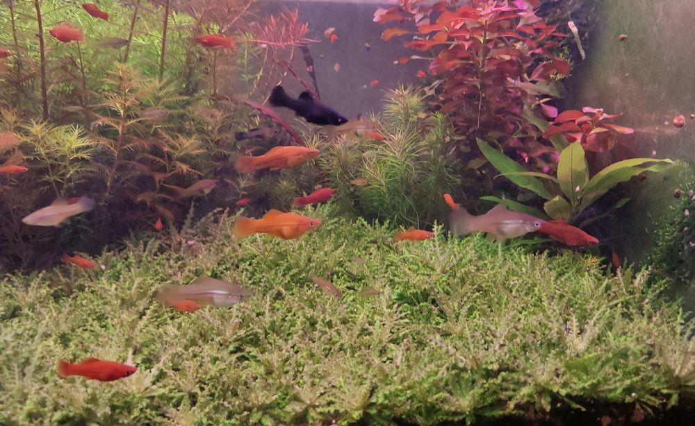 Аквариумные растения ( набор.)