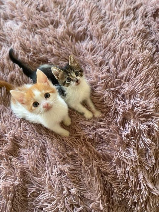 Кошенята-хлопчики шукають домівку