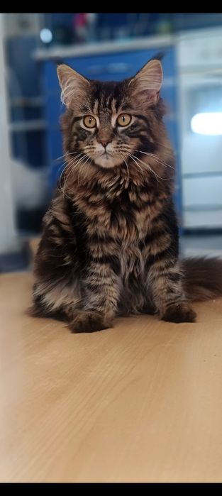 BELLATRIX koteczka Maine Coon