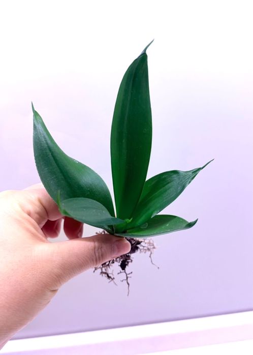 Сансевієрія (суперба, блек драгон)