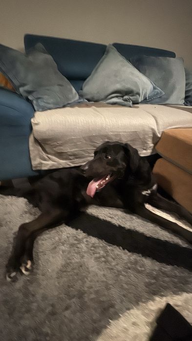Petsitting e Estadia Familiar