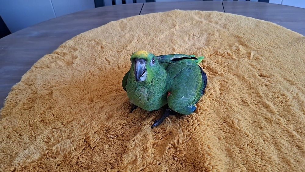 Amazonas ochrocephala
