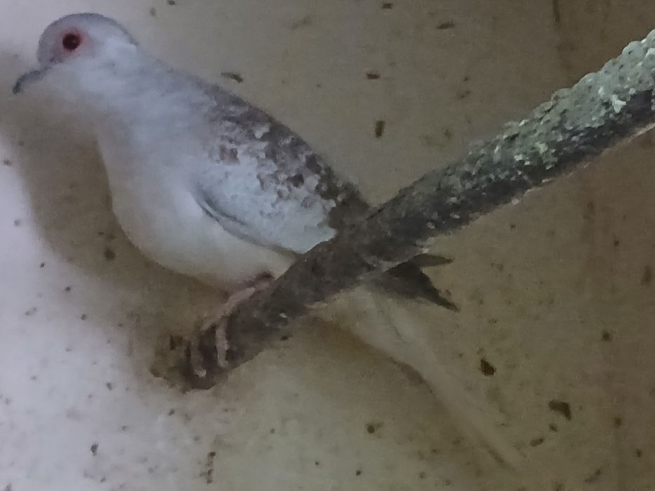 Sprzedam kanarki mlode