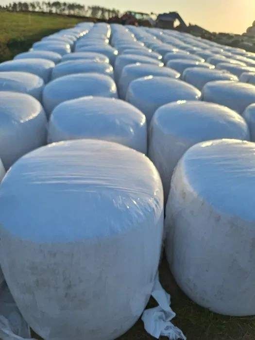 Kiszonka z kukurydzy w belach