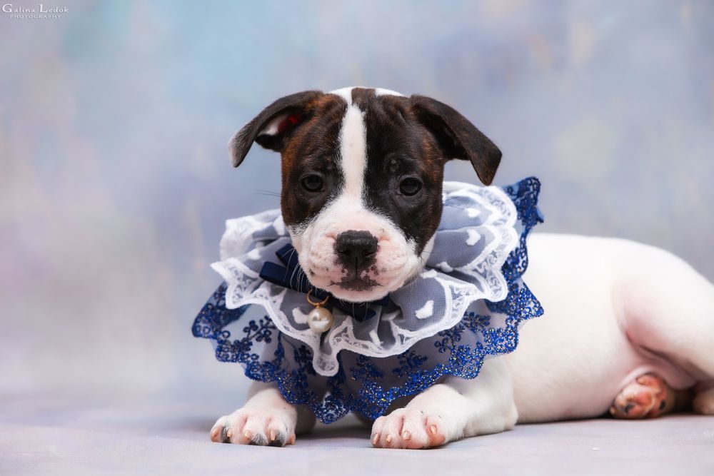 Стаффи ДжиДжи — ласковая и харизматичная малышка