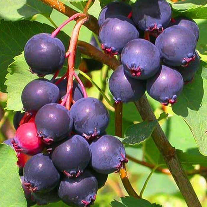 Саджанці ірги ОПТ–Роздріб / Саженцы ирги ОПТ–Розница Дроп/Дропшипінг