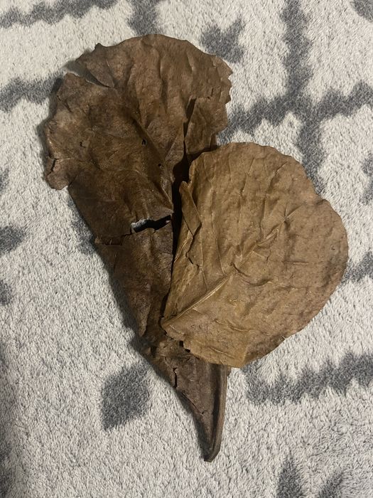 Liście ketapangu (migdałecznik) do akwarium