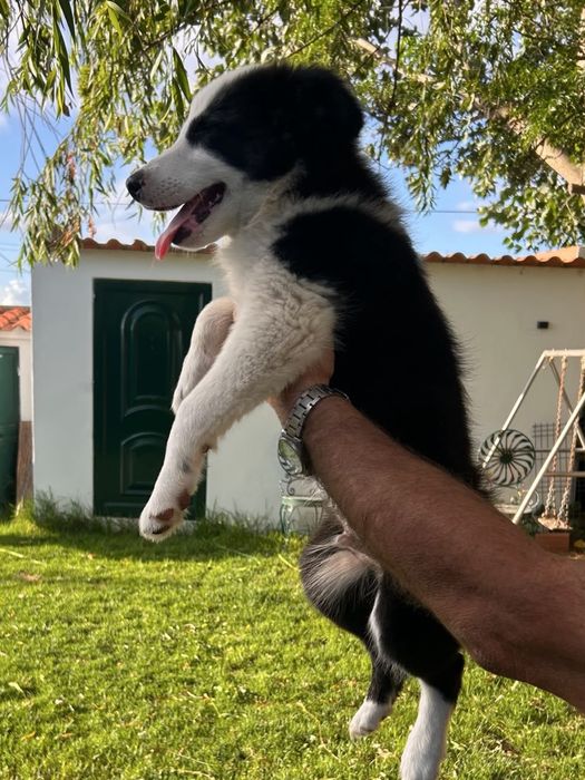 Border collie 3 meses