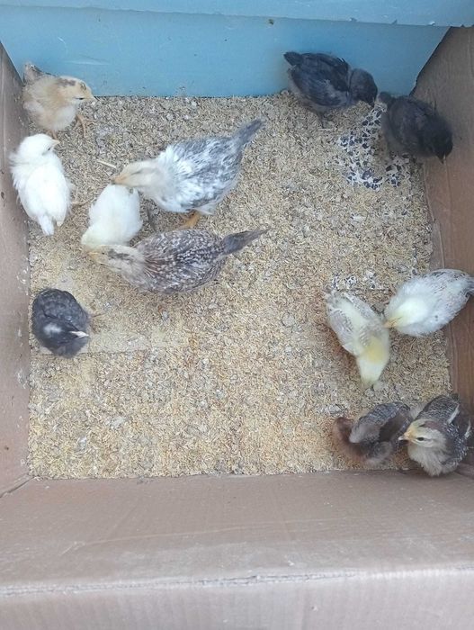 Vendo Pintos - a partir de 2,50€