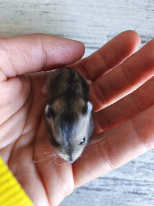 Джунгаріки дуже класні