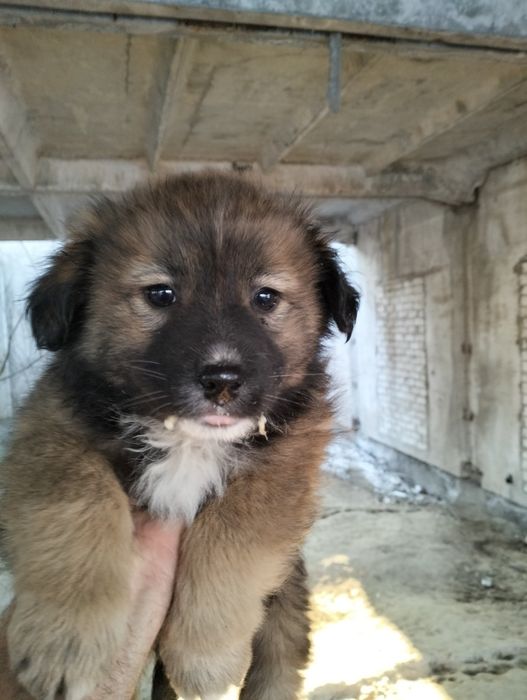 Сміла.Терміново! Маленьким собачим діткам  потрібні  родини.