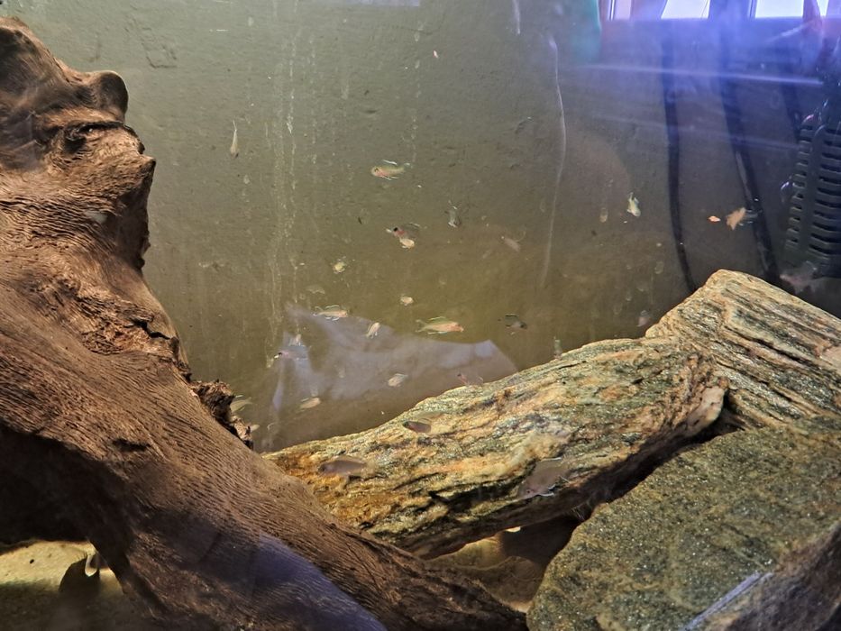 Neolamprologus brichardi (Księżniczka z Burundi)