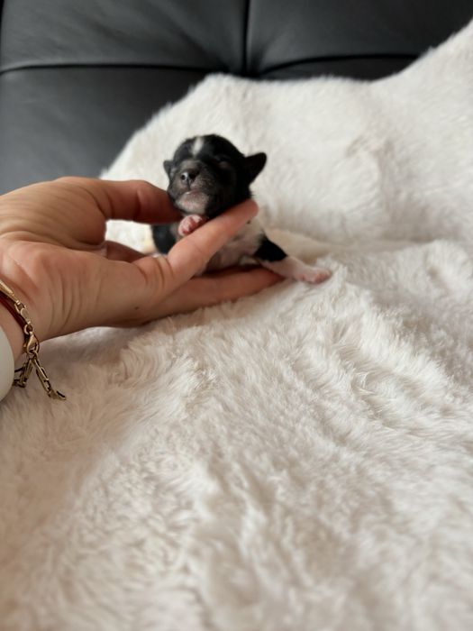 Piesek  Biewer samiec