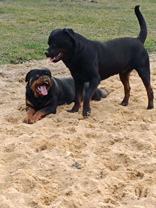 Rottweiler z Rodowodem kolejne z miotu