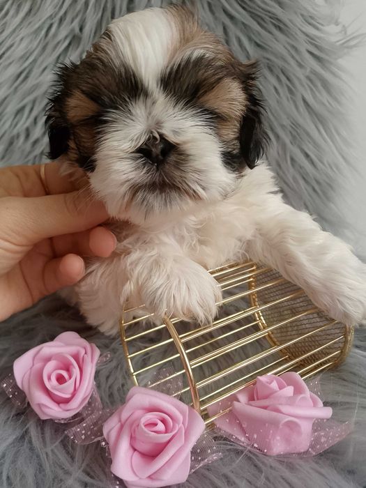 Piękna suczka rasy Shih-Tzu