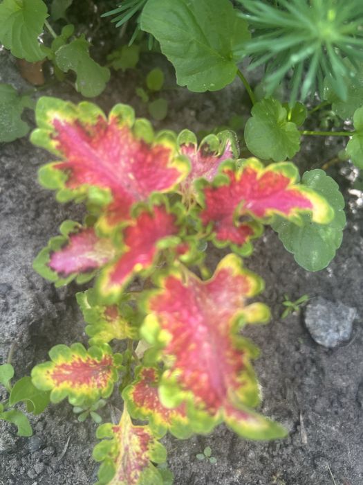 Кімнатні квіти для душі