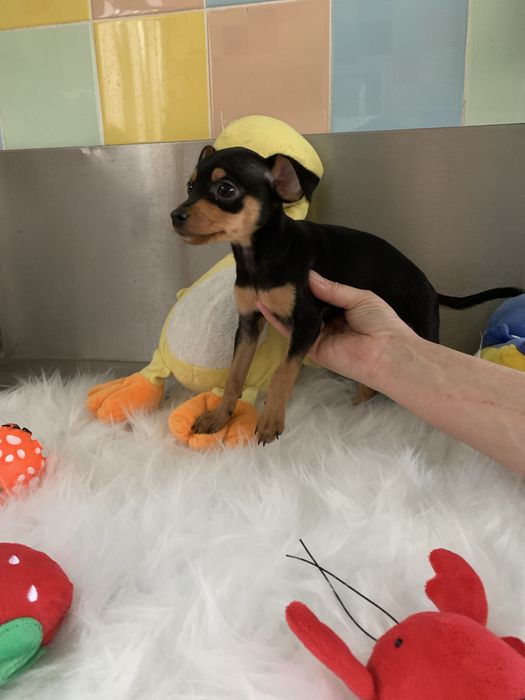 Pinscher  miniatura