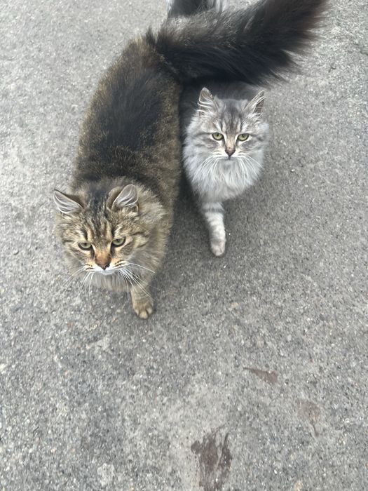 Бесплатно в хорошие руки. Молодые котята мальчик и девочка