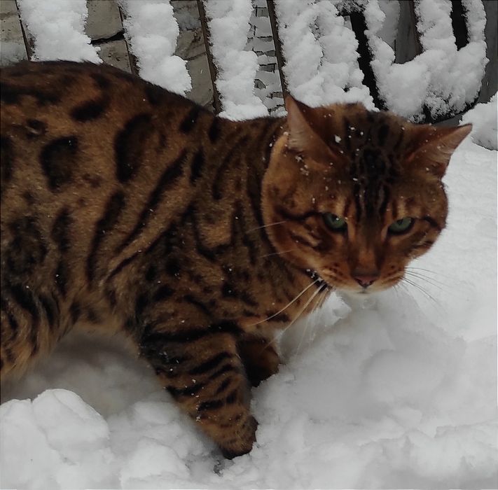 Бенгальский  котик.Вязка