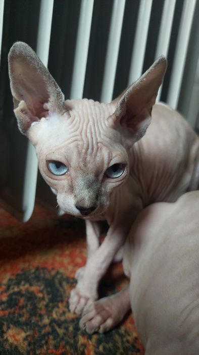 Продам котинята сфінкс