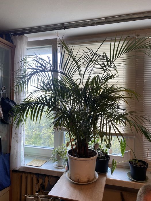 Bardzo Duża Palma Areca Areka