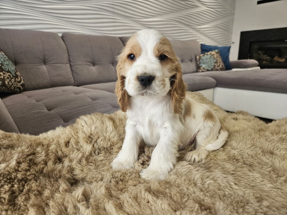 Piesek Cocker Spaniel Angielski